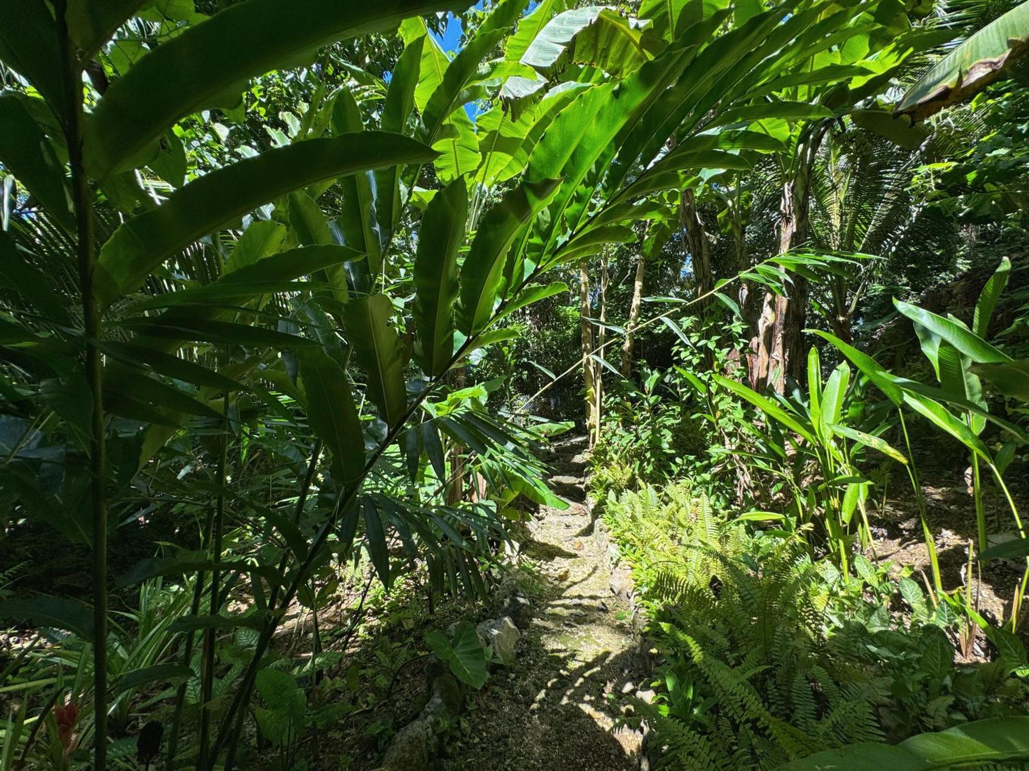 Jungle Kingdomes Guest House Siquijor Exterior foto