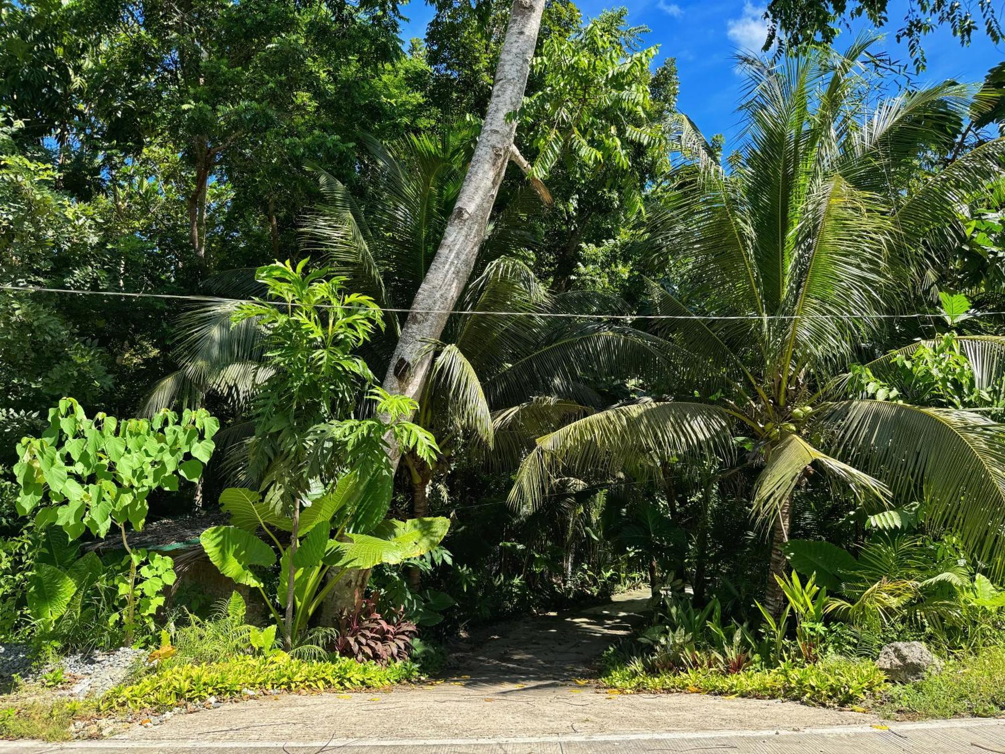 Jungle Kingdomes Guest House Siquijor Exterior foto